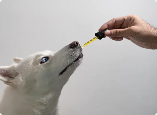 white-dog-Cbd-oil